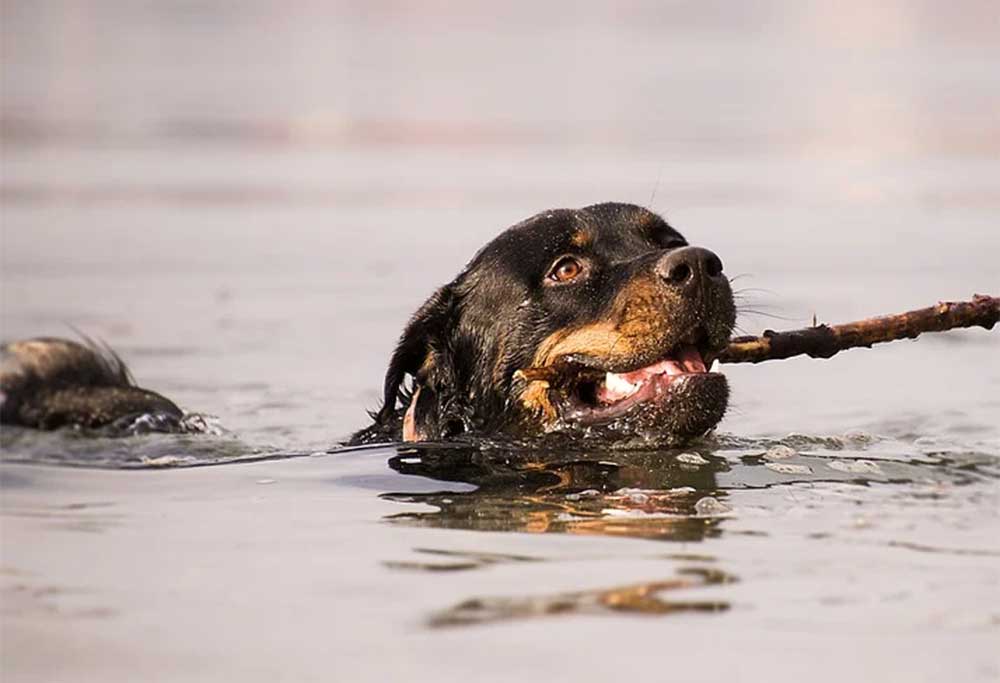 Do Staffies Like Swimming?