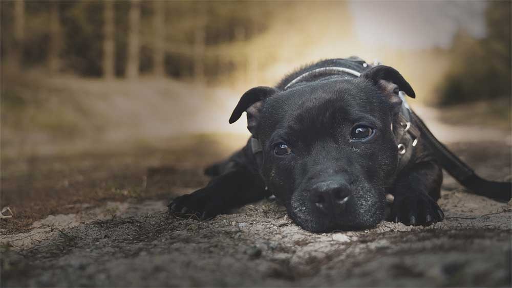 Do Staffies Like The Cold?