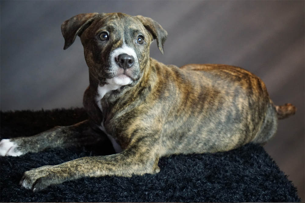 Do Staffy puppies bite a lot