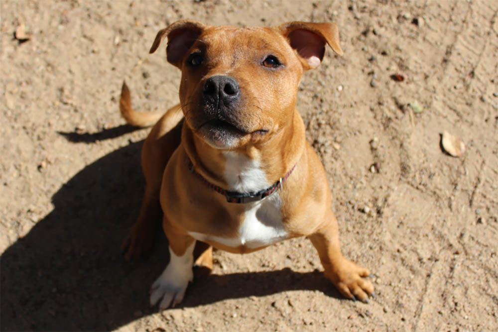 Do Staffypuppies bite a lot