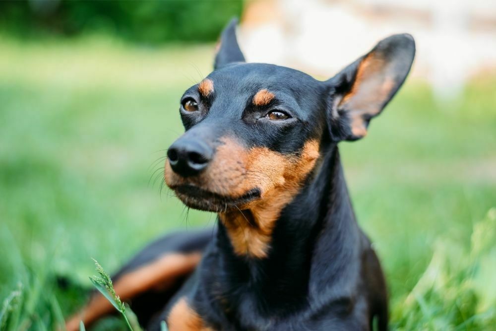 Do Min Pins Have Separation Anxiety?
