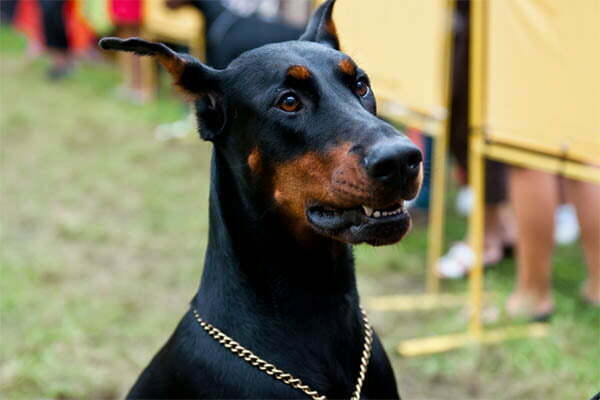 Doberman Pinscher black gum
