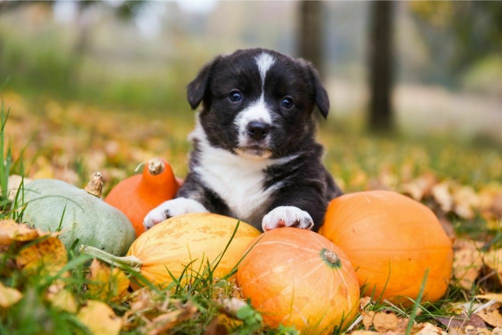 Does Pumpkin Make Dogs Poop? Constipation Help For Your Dog