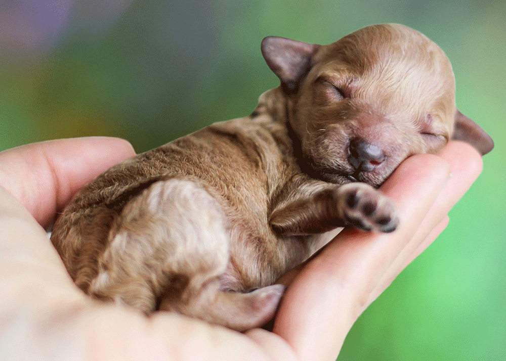 Does a Dog Have an Umbilical Cord When They Are Born?