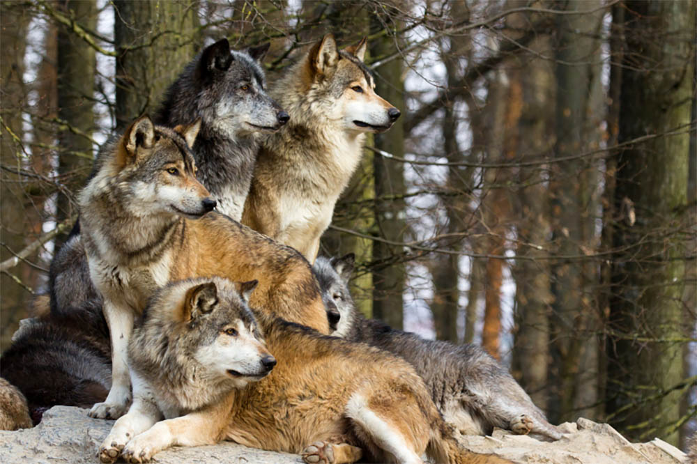Dog Breed Can Kill a Wolf