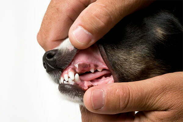 Dog Breeds With Black Gums