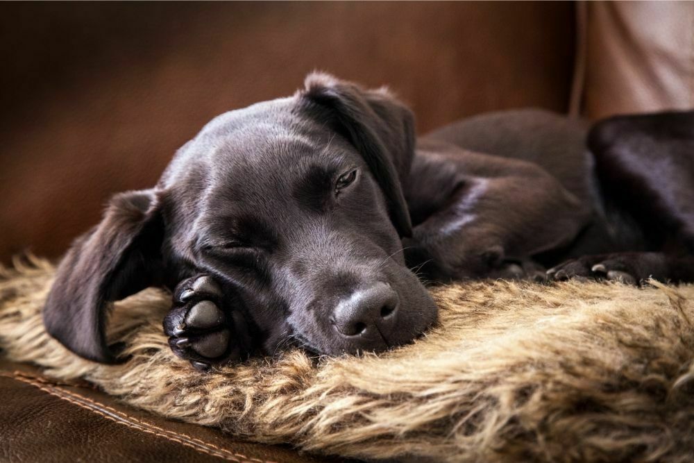 Dog Sleeping Habits: Why Does My Dog Lay on Top of Me During the Night? (6 Reasons)