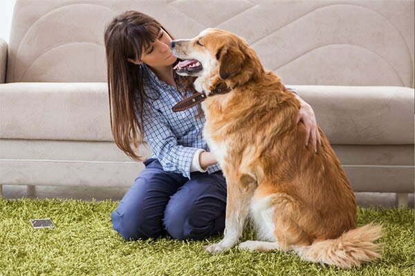 Dog Smell Like Maple Syrup