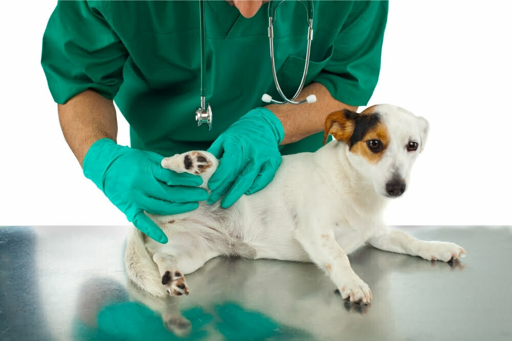 Dog With Hip Dysplasia