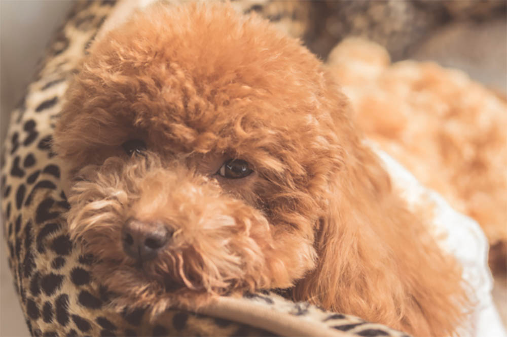 Dogs Have Gas Pains