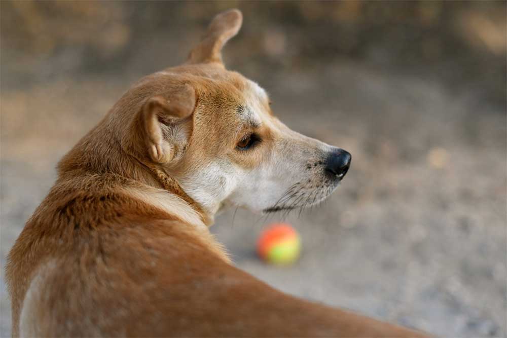 Everything You Need To Do If Your Dog Has Swallowed A Squeaky Toy
