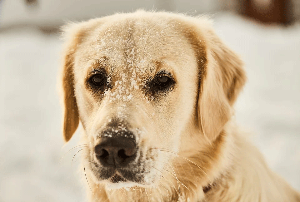 Goldador Dogs: Golden and Lab Mix