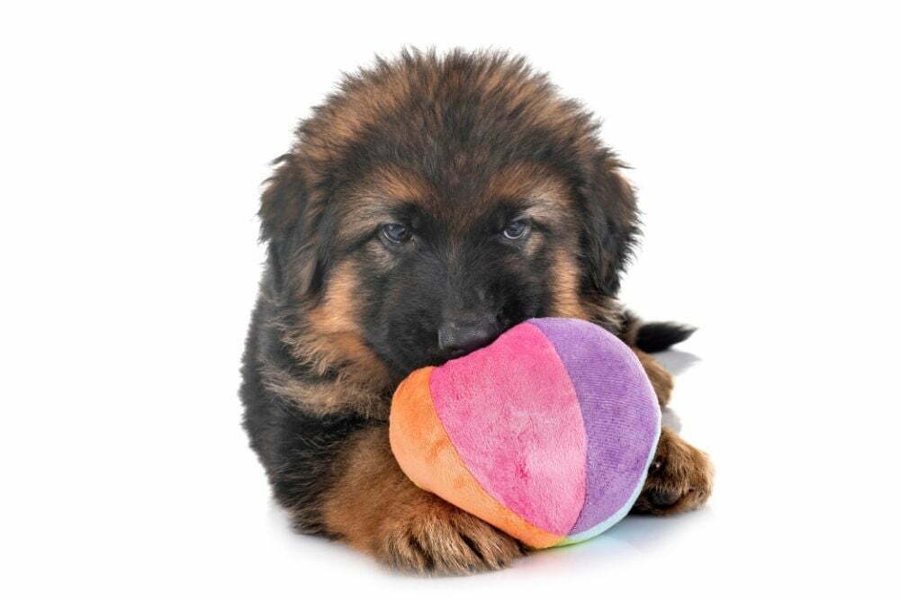 German Shepherd Teething Stages, Age & Baby Teeth Timeline