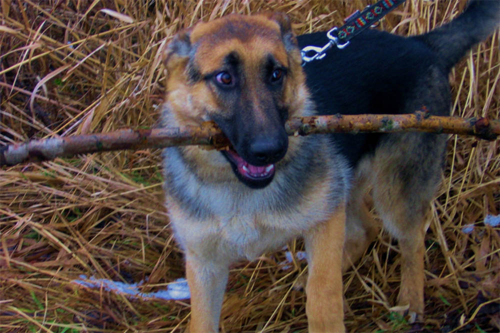 How Active Are GermanShepherd