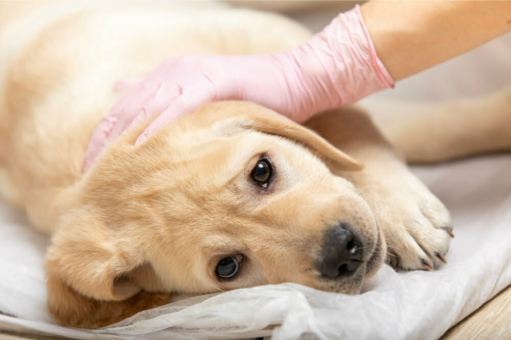 How Do I Know if My Puppy Will Survive Parvo? (+ Home Treatment)