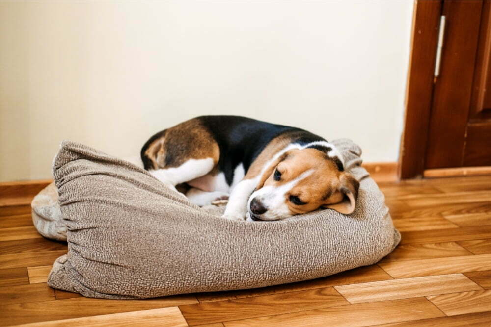 How Do I Know if My Puppy Will Survive Parvo? (+ Home Treatment)