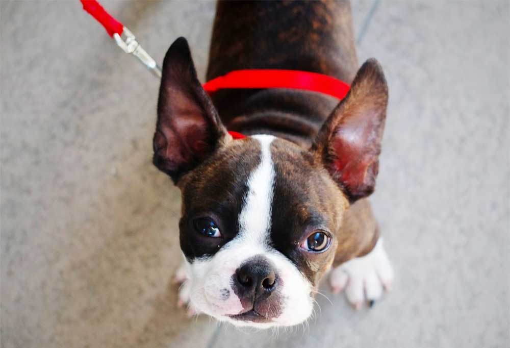 How Do You Train A Boston Terrier To Walk On A Leash?