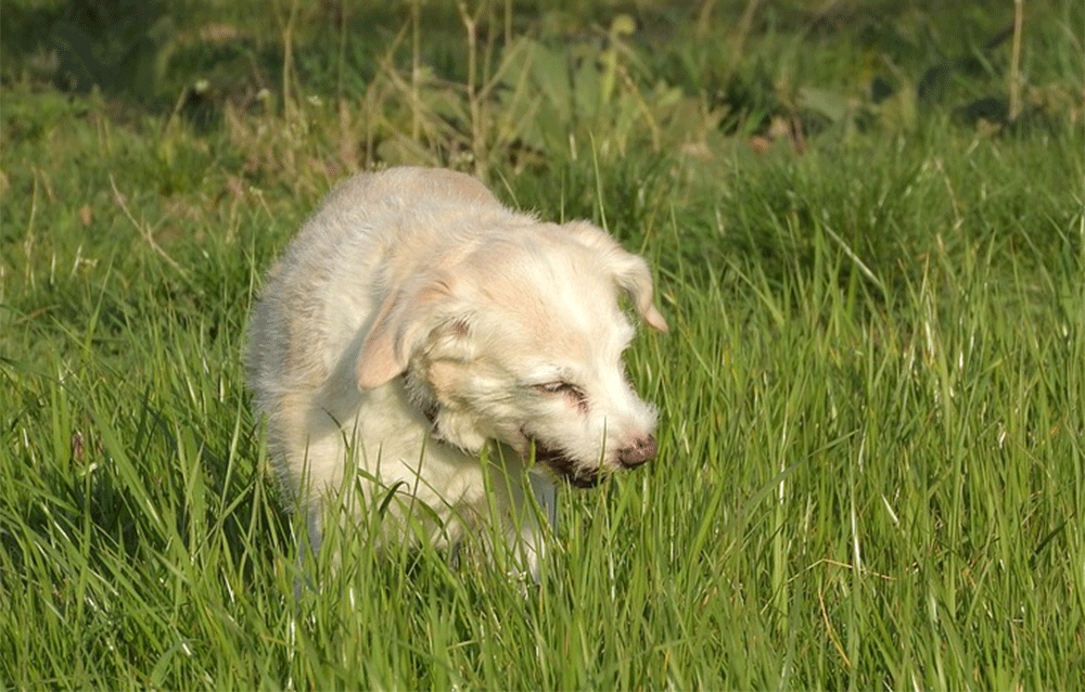 How Long Does Dog Poop Take to Decompose & Biodegrade?