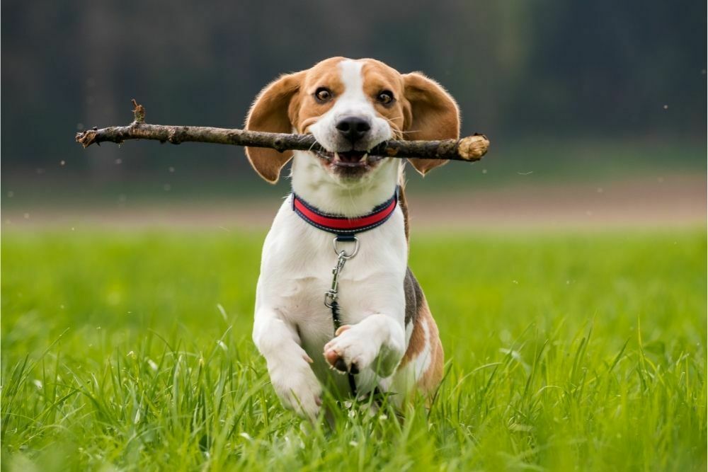 How Long Should A Puppy Chew on a Bully Stick? The Only Answer You Need!