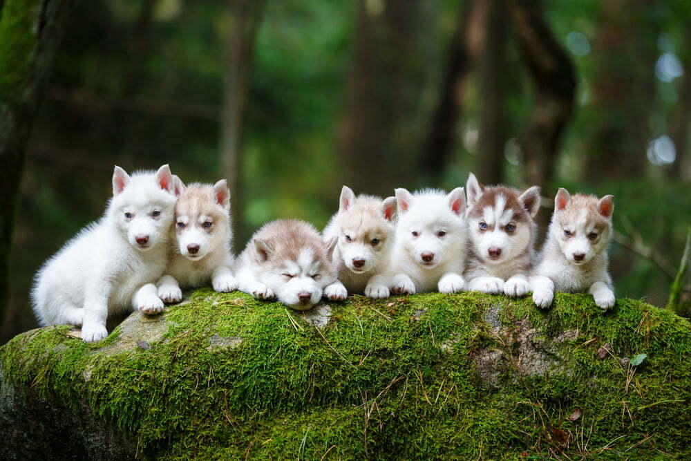 How Many Puppies Can a Husky Have + First Time Litter Sizes