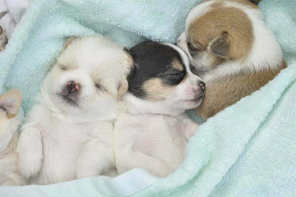 How Many Puppies Do Chihuahuas Have In A Litter Usually