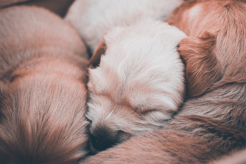 How Many Puppies Do Shih Tzus Have in a Litter Usually?