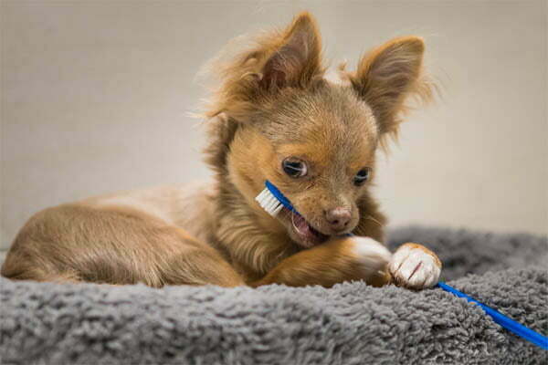 How Many Teeth Does A Chihuahua Have Cart & Dental Problems