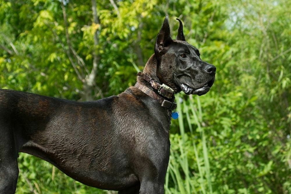 How Much Does a Great Dane Cost? Puppy Prices and Upkeep Costs