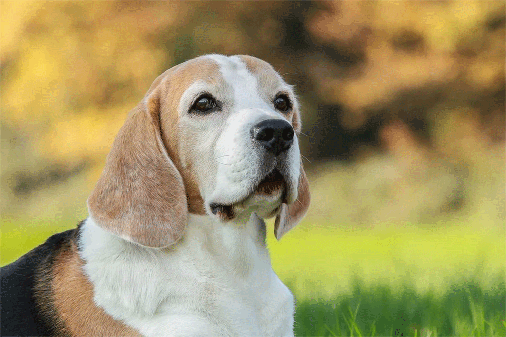 How Much Should a Beagle Eat? Adult & Puppy Feeding Charts?