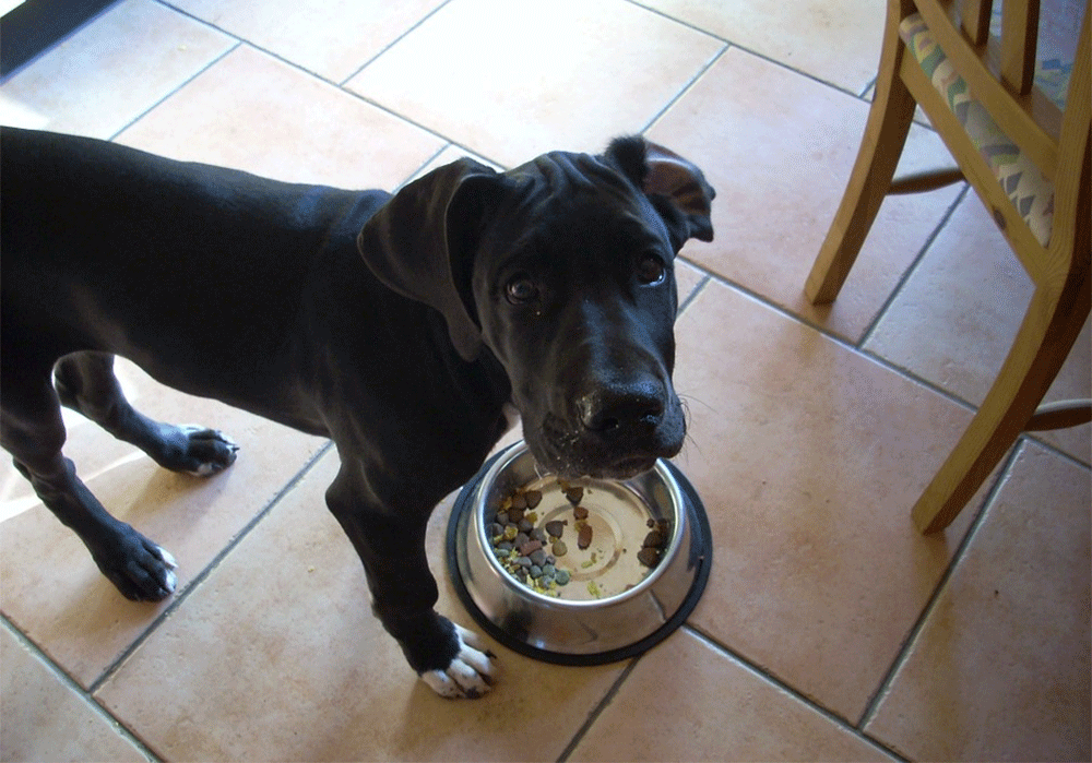 How Much Should a Great Dane Eat on a Daily Basis and Monthly?