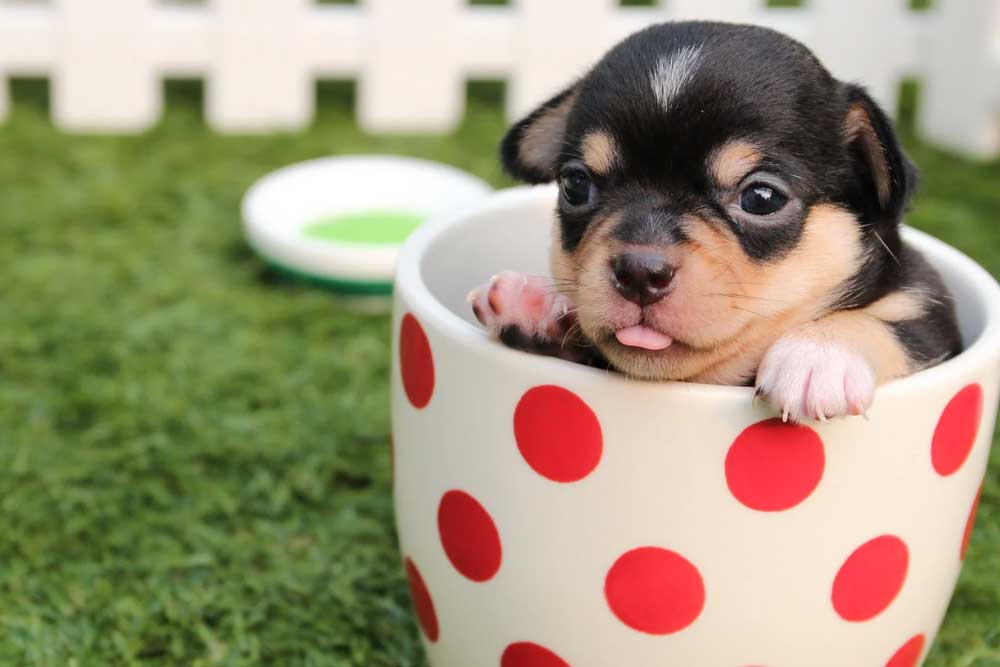 What Is A Puppuccino And How Much Does It Cost?