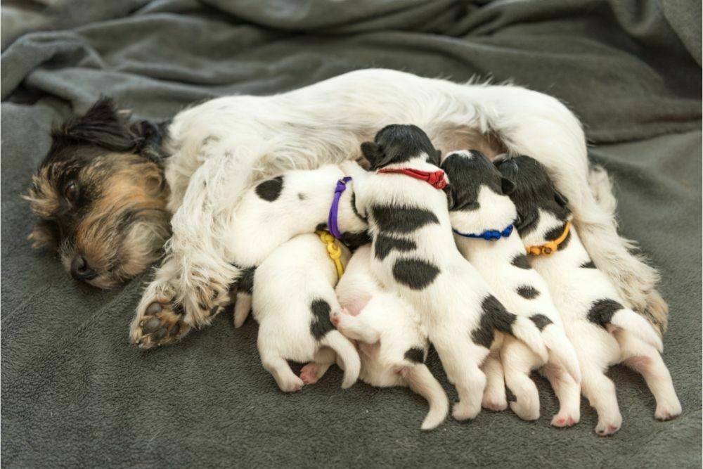 How Old Can A Dog Have Puppies?