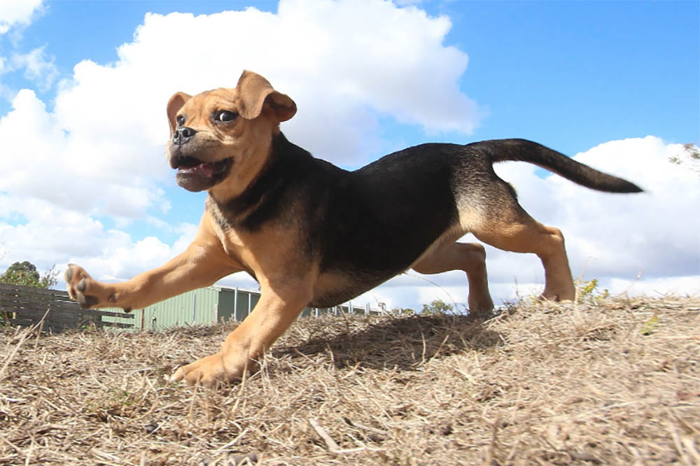 How Old Do Puggles Get