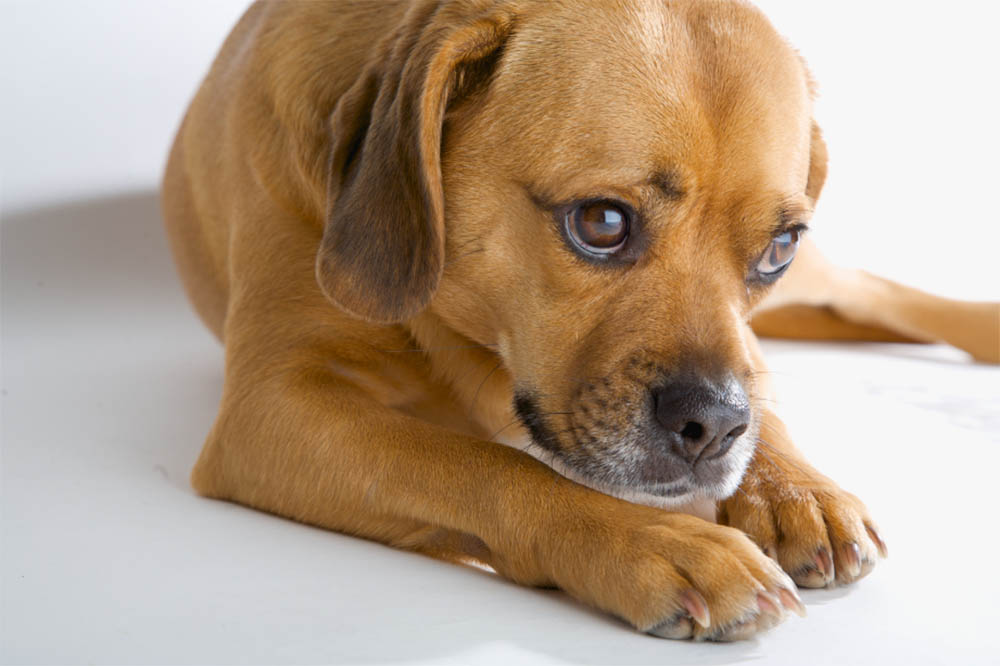 How Old Do Puggles Get
