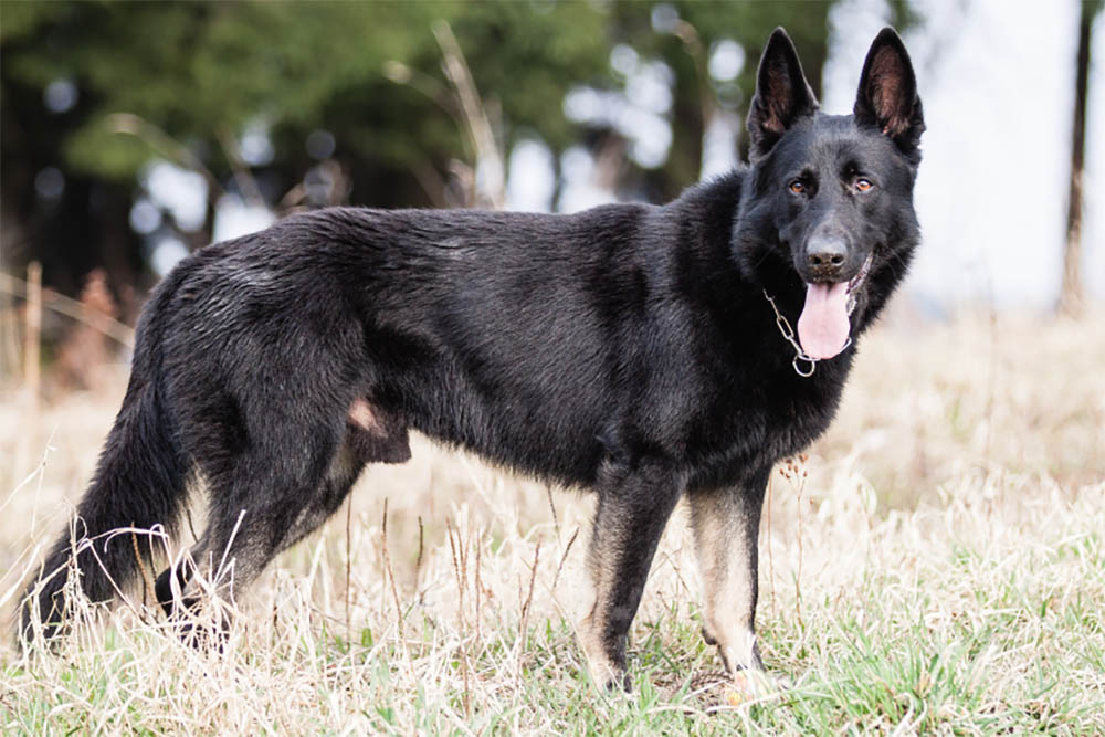 How Rare Are Black German Shepherds