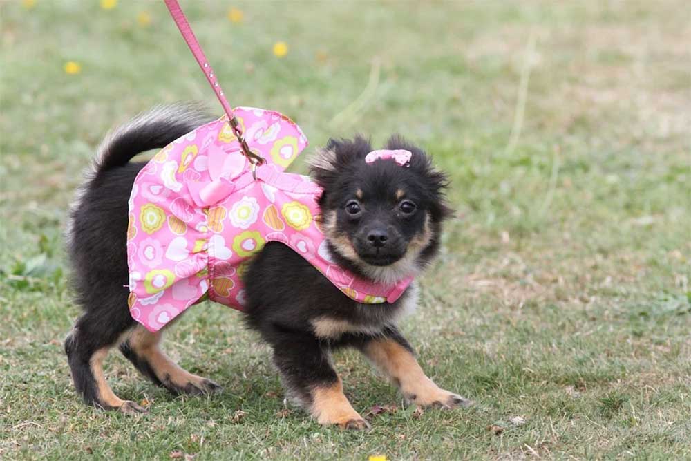 How To Make Your Dog Come Into Heat Faster: The Ultimate Guide