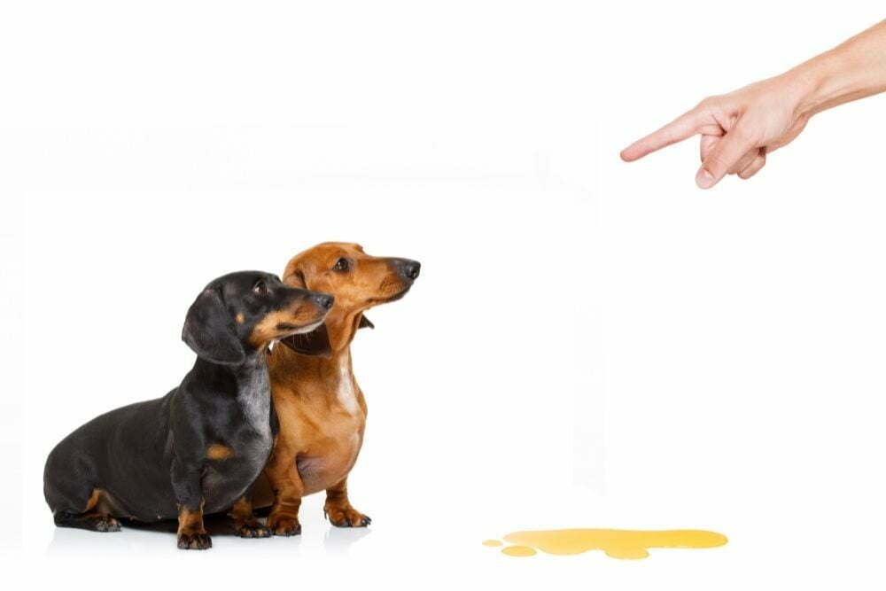 How to Stop Dogs From Peeing on Furniture