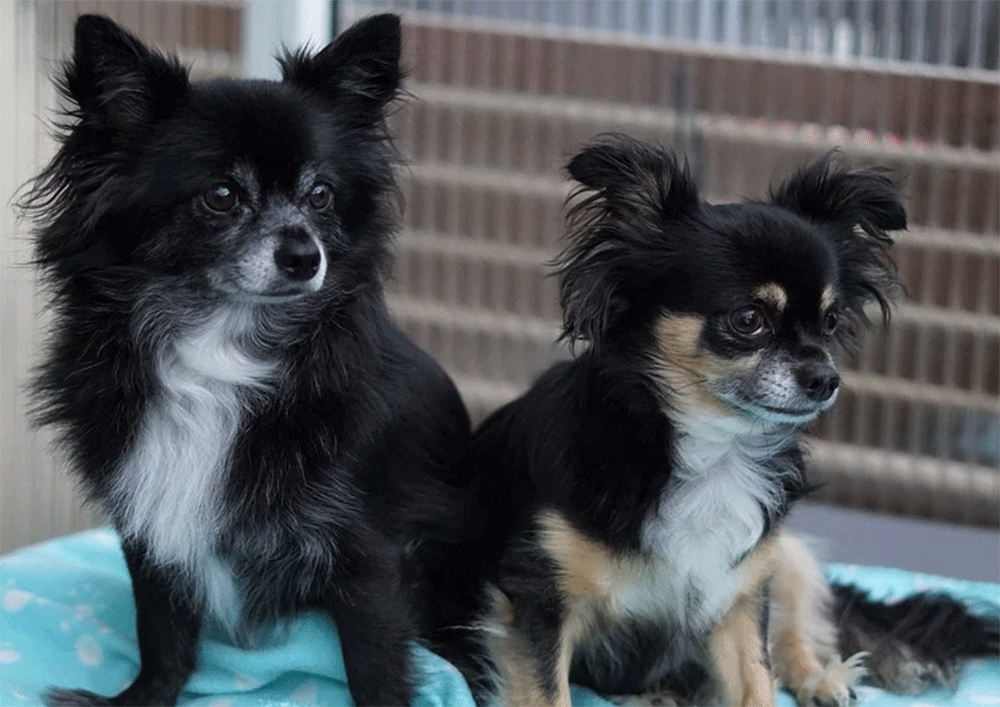 How To Stop Your Chihuahua Puppy From Crying In Their Crate