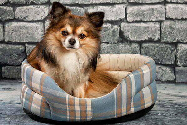 How To Tell If Your Chihuahua Is Pregnant
