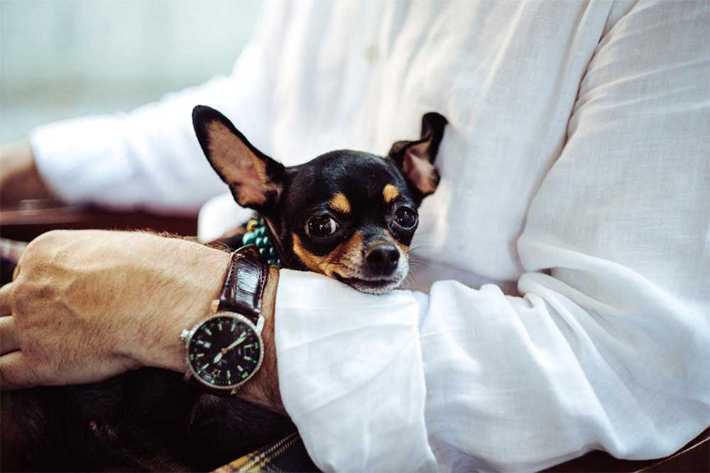 How do Chihuahuas Show Their Love? 21 Signs