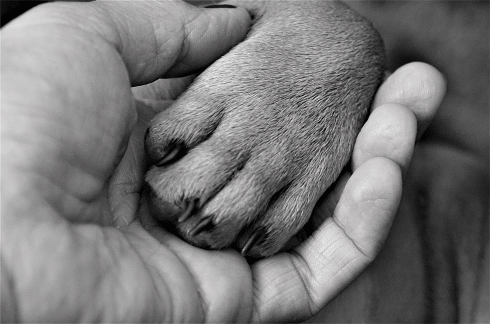 How Do I Know If My Dog Has Bonded With Me?