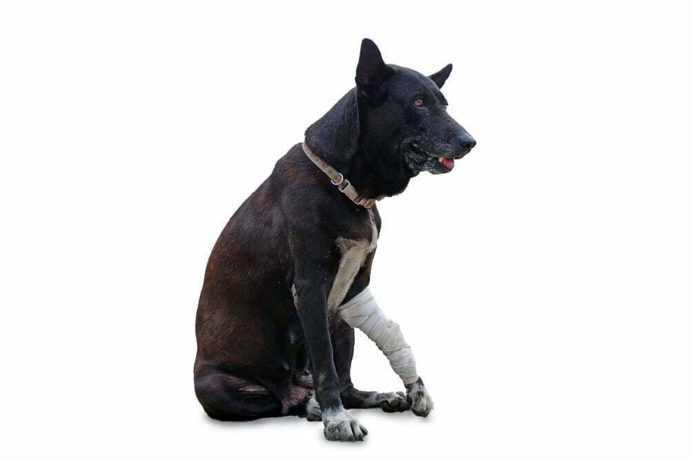 How Do You Tell If a Dog Has a Broken Leg? 5 Signs To Look For