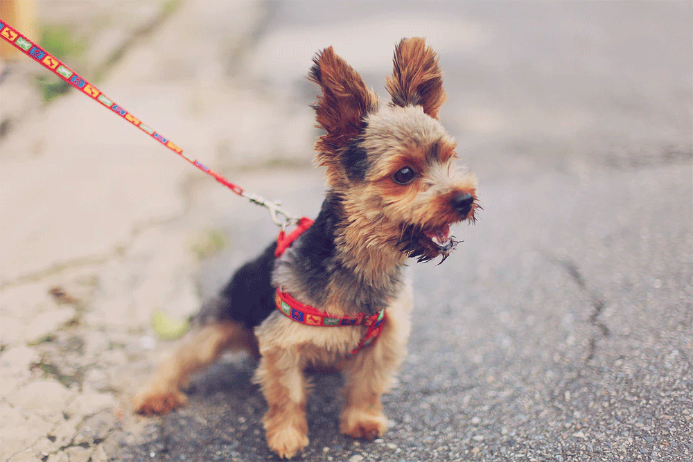 How Long After Eating Does a Dog Poop?