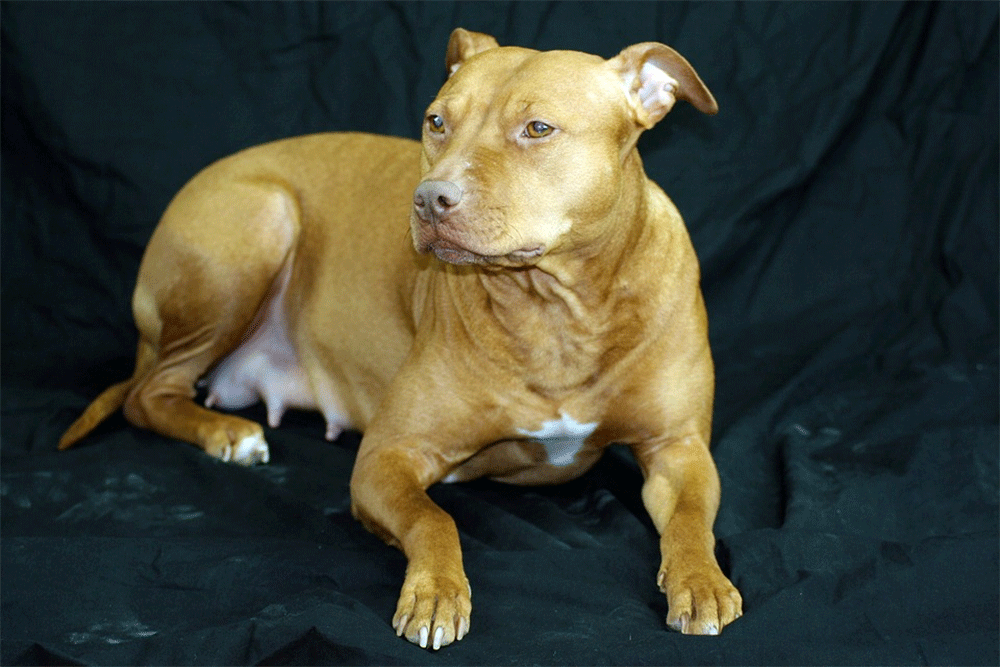 How Long Are Pit Bulls Pregnant For?