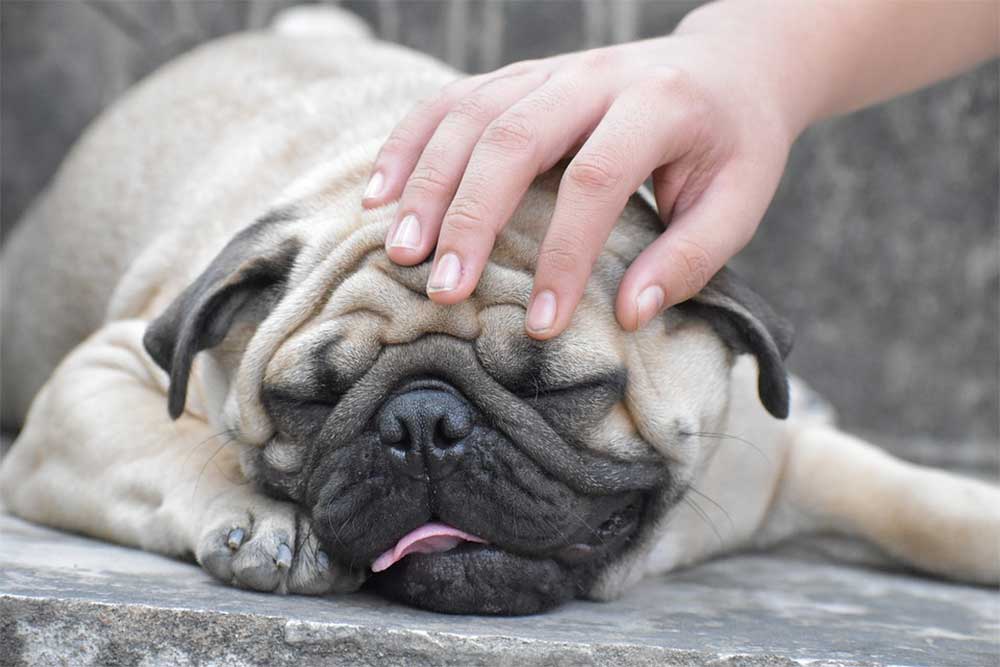How Long Are Pugs Pregnant For?