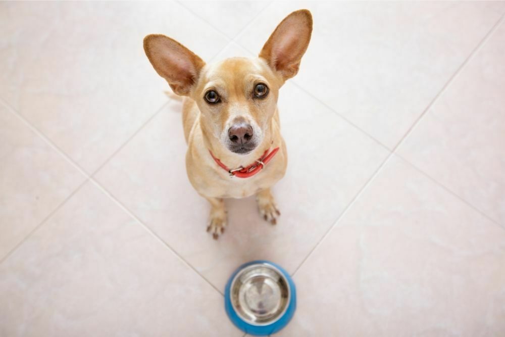 How Long Can a Puppy Go Without Eating or Drinking?