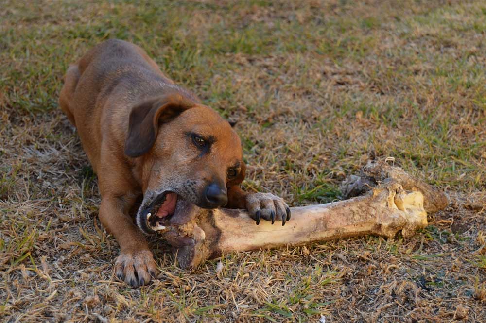 What To Do If Your Dog Swallows A Bone: When Will It Pass?