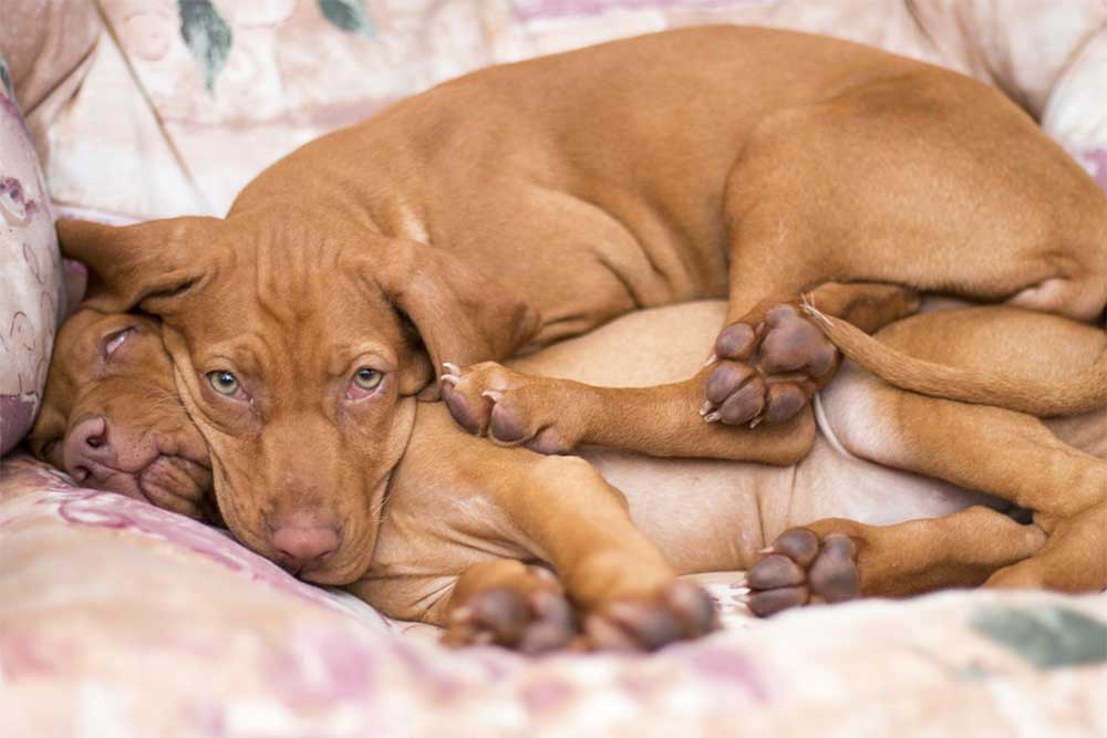How Many Times A Day Can A Male Dog Mate?