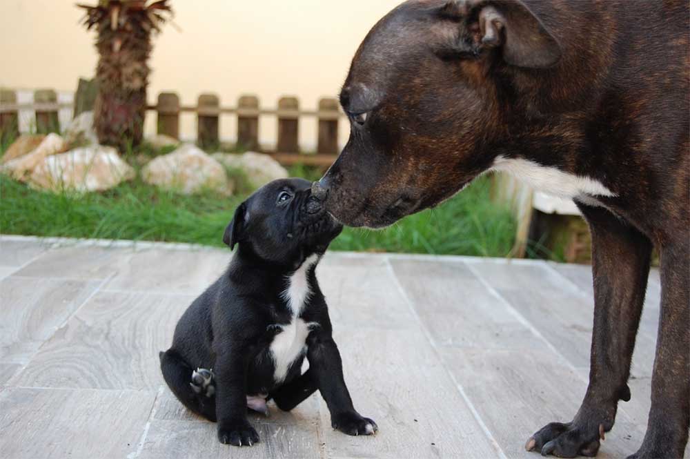 How Many Times A Day Should You Feed A Staffy Puppy?