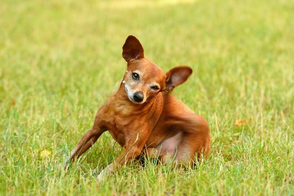 How Much Exercise Does a Miniature Pinscher Need?